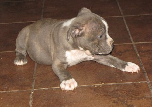 beautiful american pitbull puppies