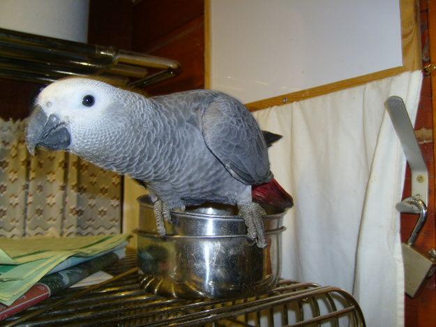 Lovely African Grey Parrots For Loving Homes