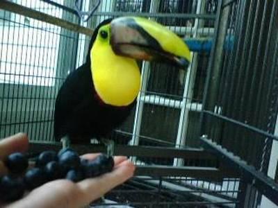 Adorable Toucan Parrots For Sale.