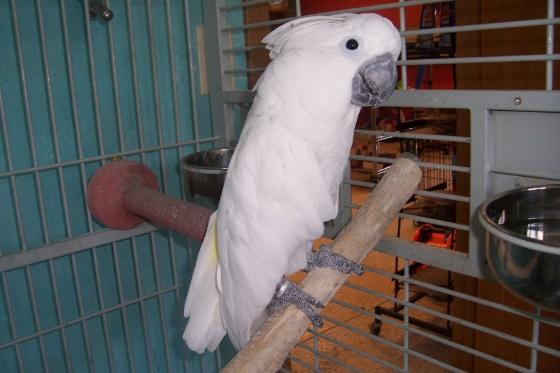 Intelligent Pair Of Cockatoos Parrots For New Year Re homing