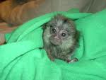 HAND FED BABY MARMOSET MONKEY TO BE SHELTERED