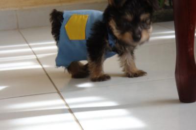 Charming Yorkie puppies for Adoption