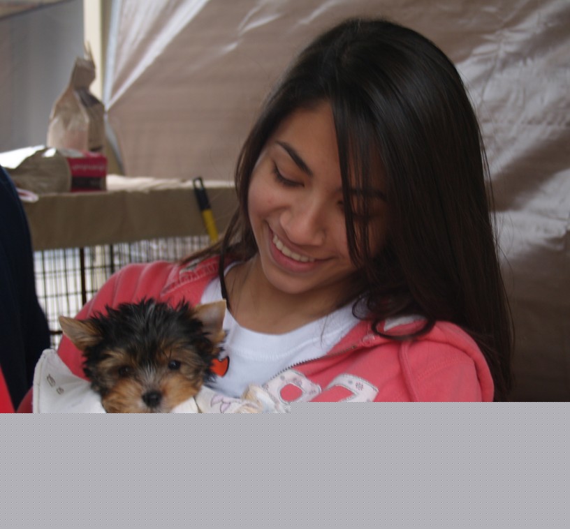 Cute AKC Yorkshire Terrier Puppy for Adoption