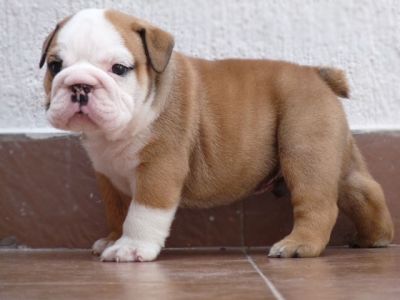 well trained english bulldog puppies for new homes