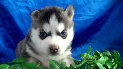 beautiful Siberian Husky puppy