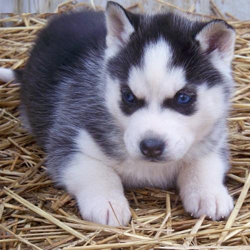 AKC Registerable; Black &amp; White Pure Bred Siberian Husky