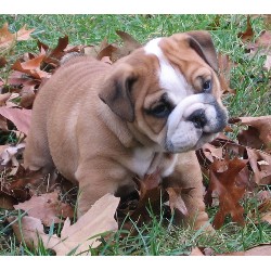 gorgeous english bulldog puppies for adoption