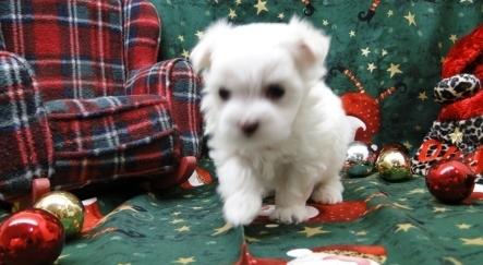 lovely Maltese Puppies