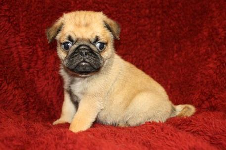 good and lovely pug puppies
