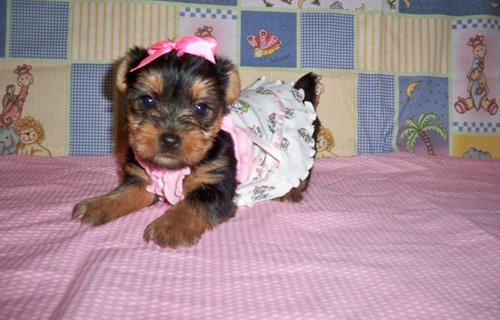 Yorkshire Terrier Puppies