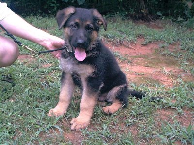 German Shepherd Puppies