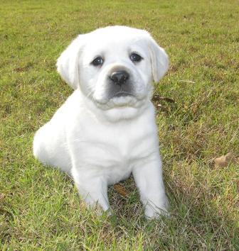 Labrador Retriever Puppies