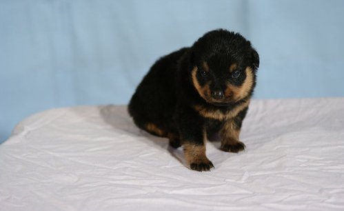 Rottweiler Puppies for Sale