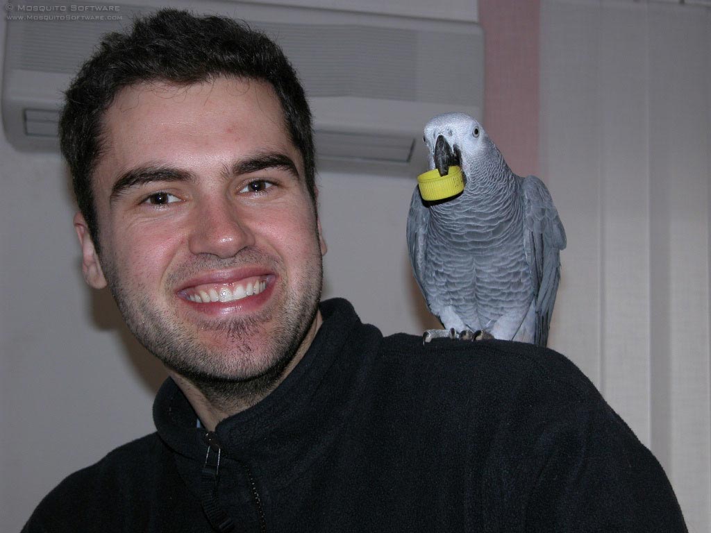 Timneh African Grey DNA Male &amp; Female ...