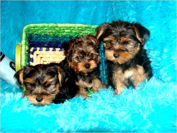 Healthy Adorable TeaCup Yorkie Puppies Available