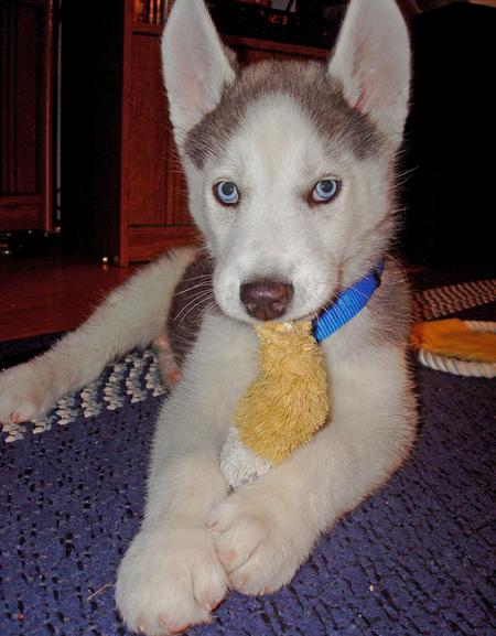 AKC Reg, Blue Eyes Siberian Husky Puppies For Free Adoption