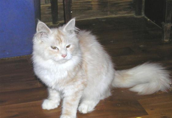 Maine Coon Kittens