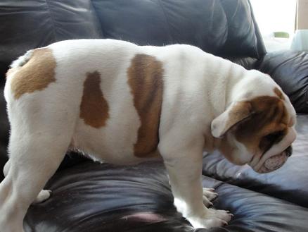 lovely  English Bulldog,puppy for good home