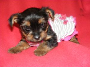 yorkshire terrier puppy for sale