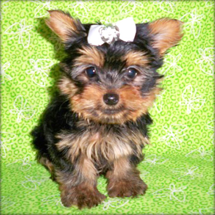 Tea cup yorkie for a caring home