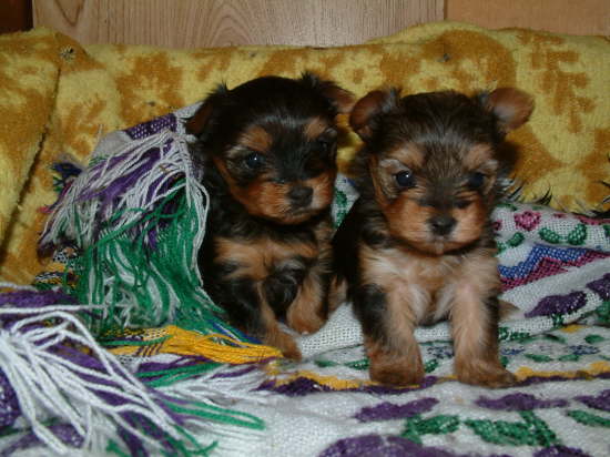 cute yorkie puppies for good homes