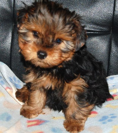 Affectionate Yorkie Puppy For Good Home