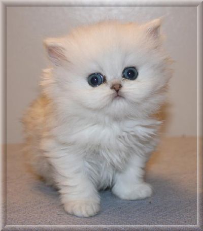 cute short hair persian kittens for free adoption
