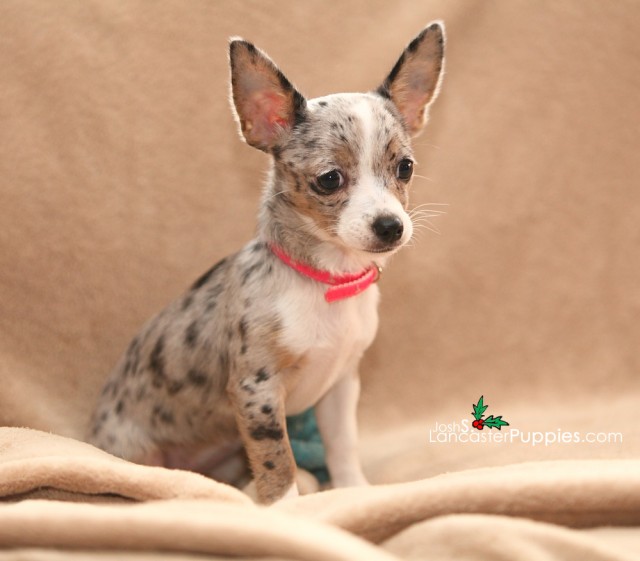 cocker chihuahua puppy for free adoption