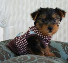 Free New TEACUP YORKIE PUPPIES  For Adoption
