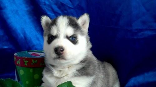 Beautiful Siberian Husky Puppies For Christmas Adoption