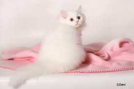 avaliable persian kittens for sale