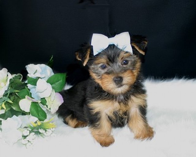 Yorkie Puppies For Adoption