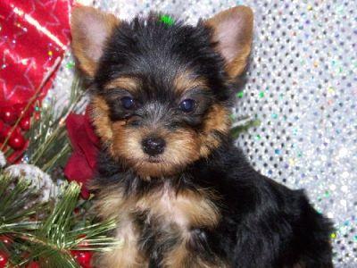 Yorkie Puppies they are 14 weeks old