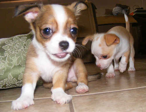 Cute Chihuahua puppies For Re Homing