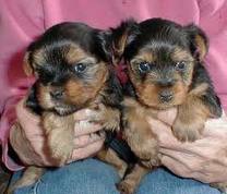 mail and female yorkie puppies for free adoption