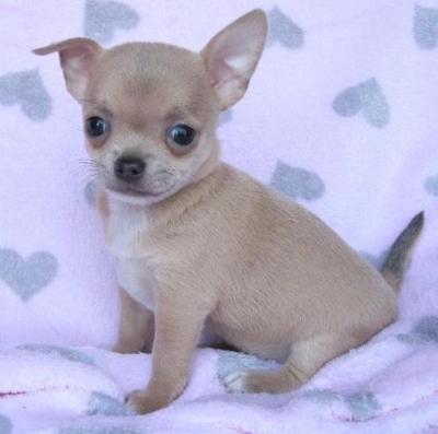 Chihuahua puppies for sell