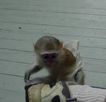CUTE LOOKING MALE AND FEMALE CAPUCHIN MONKEYS FOR RE HOMING!