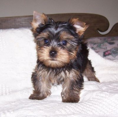 Free Teacup Yorkie Puppiesa For Adoption