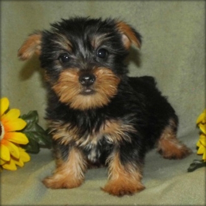 Lovely Yorkie puppies for adoption