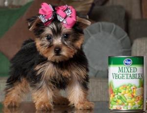 Male and Female Yorkie puppies