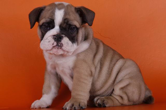 HEALTHY ENGLISH BULLDOG PUPPIES FOR ADOPTION