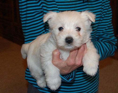 West Highland White Terrier puppy for free re-home