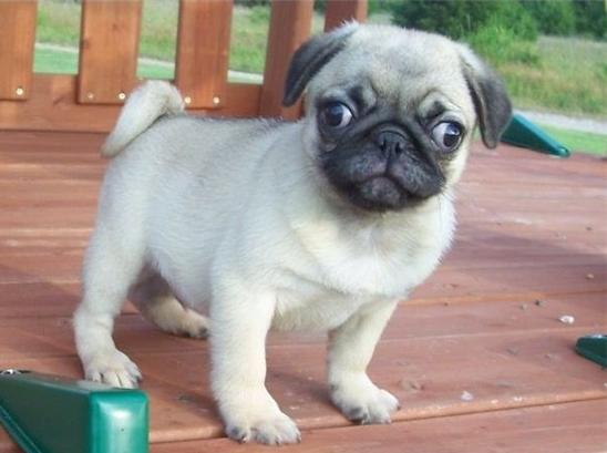 Pug puppies for ree-home