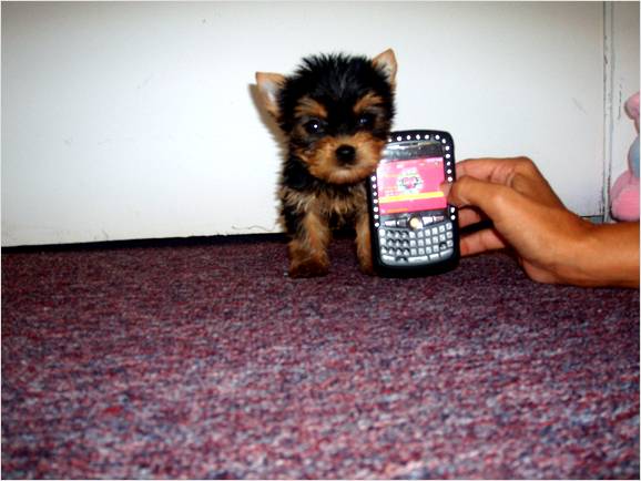 Yorkie - AKC Female And Male For Adoption