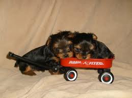 WELL TRAINED YORKSHIRE TERRIER PUPPIES FOR YOU