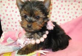 WONDERFUL LITTLE YORKSHIRE TERRIER PUPPIES