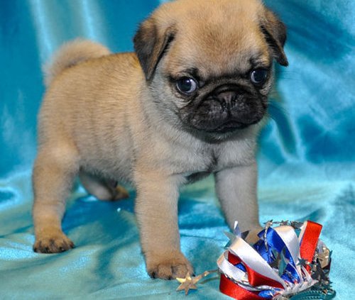 WE RAISED PUG PUPPIES FOR YOU