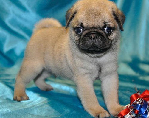 10 WEEKS OLD PUG PUPPIES AVAILABLE