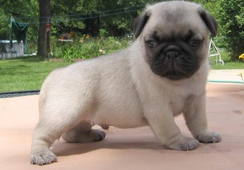 GREAT LITTLE PUG PUPPIES