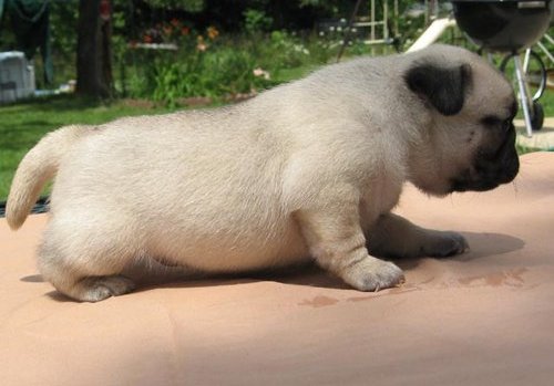 HOME RAISED PUG PUPPIES